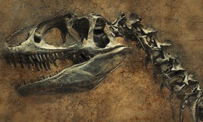 A dinoszauruszok új nemzetségének felfedezése